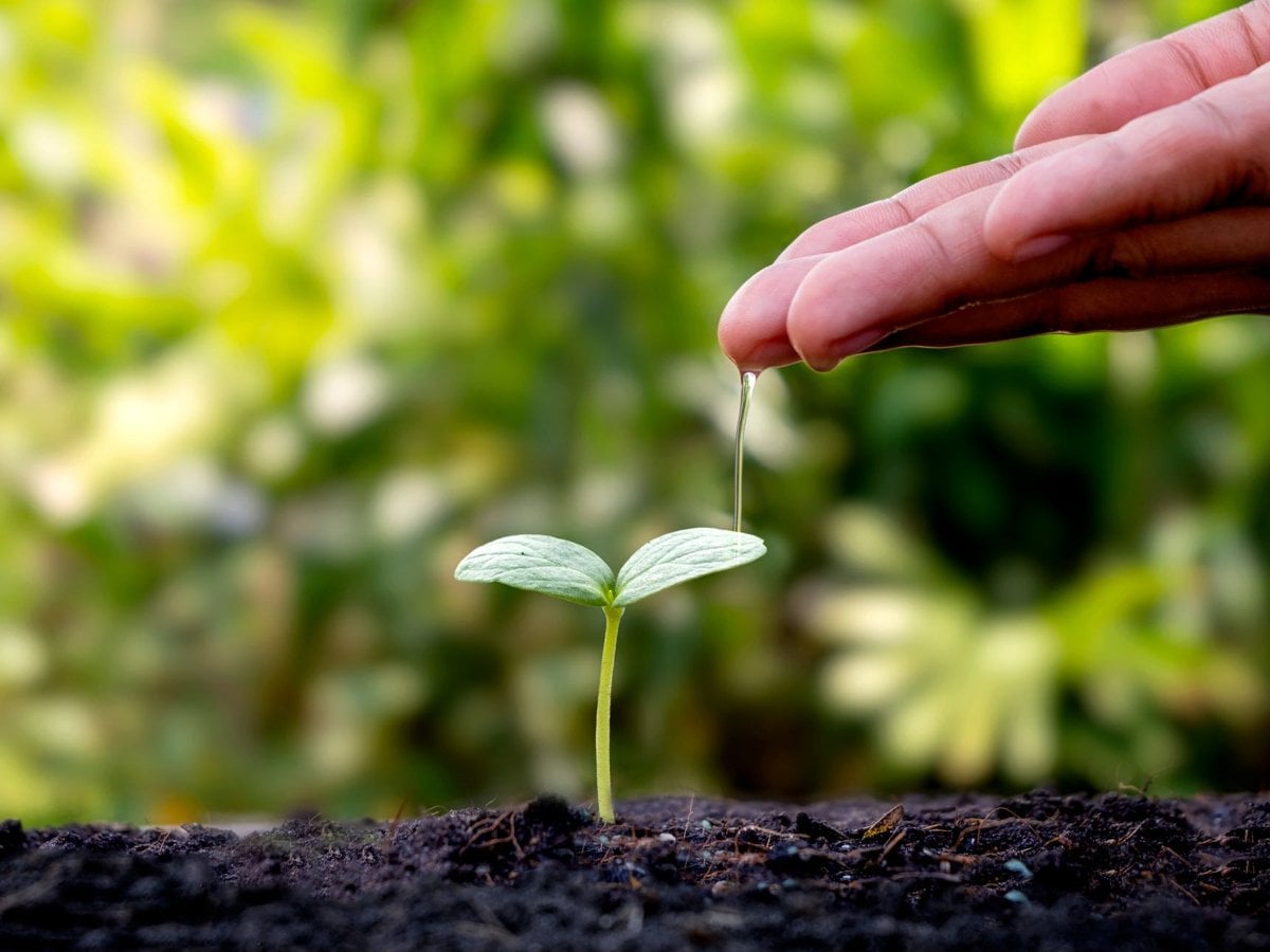 Växt ur jorden som får vatten av en person