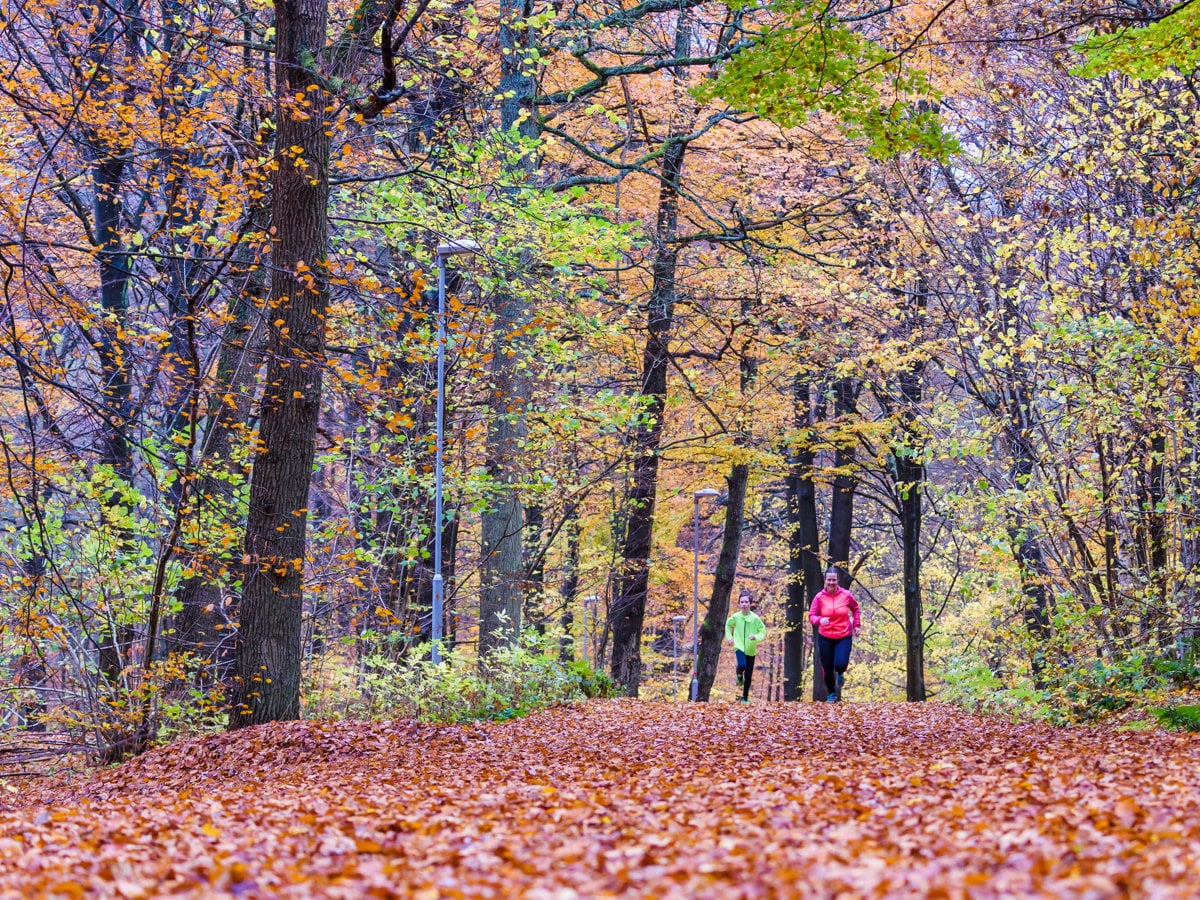 Några människor som går genom en skog fylld av löv.